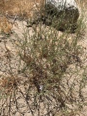 Eriastrum sapphirinum