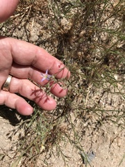 Eriastrum sapphirinum