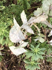 Golovinomyces sonchicola