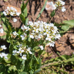 Noccaea fendleri