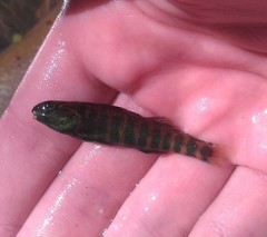 Etheostoma zonale