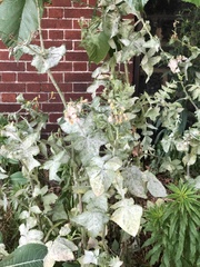 Golovinomyces sonchicola