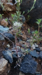 Rigiopappus leptocladus