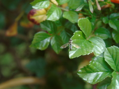 Allograpta piurana