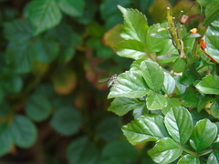 Allograpta piurana