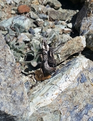 Dracotettix monstrosus