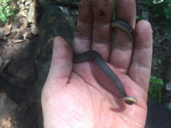 Diadophis punctatus stictogenys