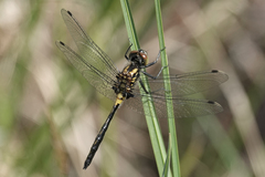 Leucorrhinia proxima