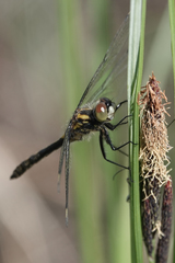 Leucorrhinia proxima