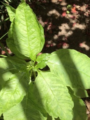 Pokeweed mosaic virus
