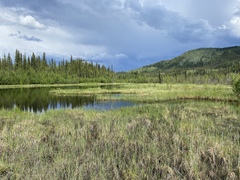 Leucorrhinia proxima