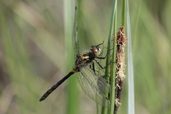 Leucorrhinia proxima