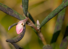 Andromeda polifolia glaucophylla