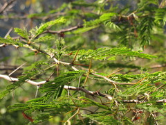 Vachellia macracantha
