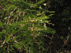 Vachellia macracantha
