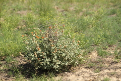 Sphaeralcea munroana