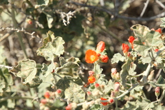 Sphaeralcea munroana