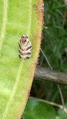 Tachycixius venustulus