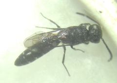 Sapygina decemguttata