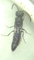 Sapygina decemguttata