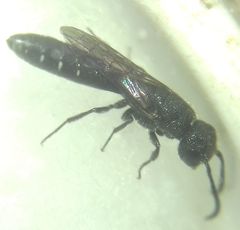 Sapygina decemguttata