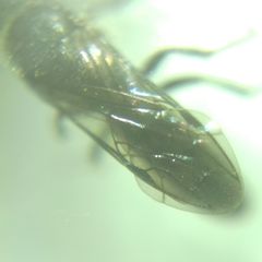 Sapygina decemguttata