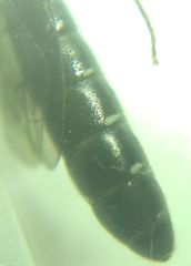 Sapygina decemguttata