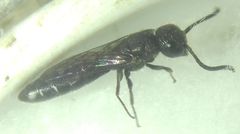 Sapygina decemguttata