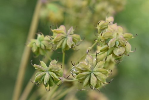 Image of Thalictrum polycarpum by (c) Gail A Baker, some rights reserved (CC BY)