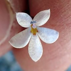 Nemacladus longiflorus