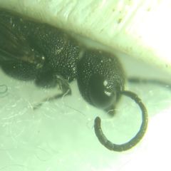 Sapygina decemguttata