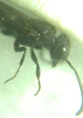 Sapygina decemguttata