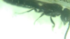 Sapygina decemguttata