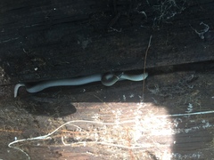 Diadophis punctatus stictogenys