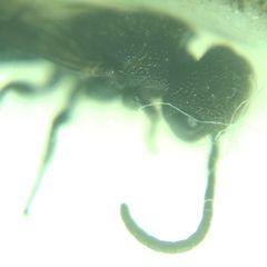 Sapygina decemguttata