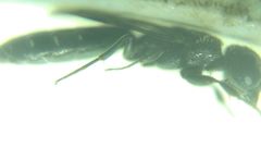 Sapygina decemguttata