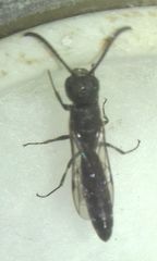 Sapygina decemguttata
