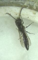 Sapygina decemguttata