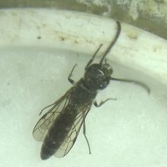 Sapygina decemguttata