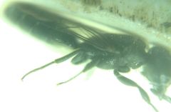 Sapygina decemguttata