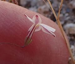 Nemacladus longiflorus