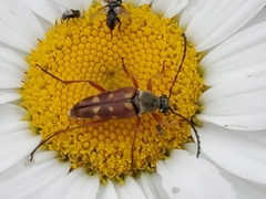 Typocerus velutinus