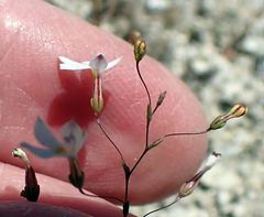 Nemacladus longiflorus