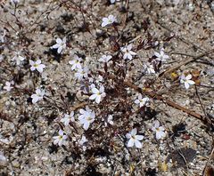 Nemacladus longiflorus