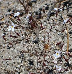 Nemacladus longiflorus