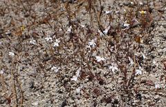 Nemacladus longiflorus