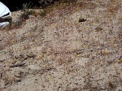 Nemacladus longiflorus