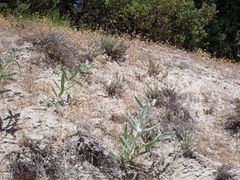 Nemacladus longiflorus