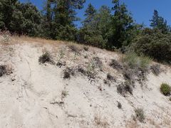 Nemacladus longiflorus