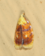 Acleris curvalana
